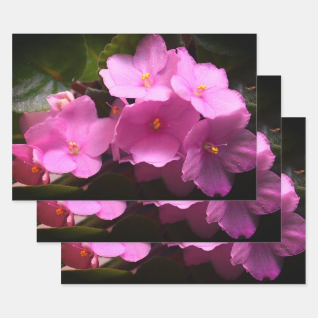 Hoja De Papel De Regalo Flores de violeta rosada africaine Saintpaulia (Set)