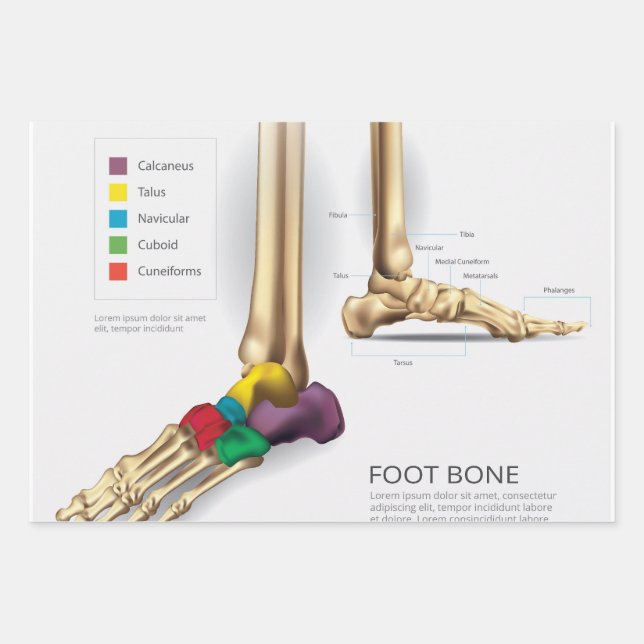 Hoja De Papel De Regalo Foot Bone (Anverso)