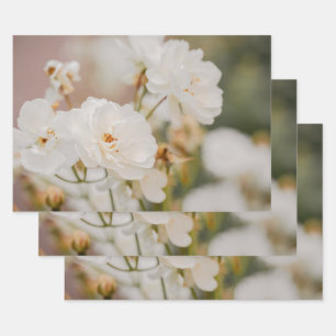 Hoja De Papel De Regalo Foto Botánica Real de Rosas Blancas Korbin Pretty