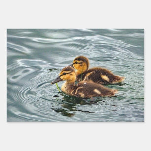 Hoja De Papel De Regalo Foto de Cute Mallard Ducklings