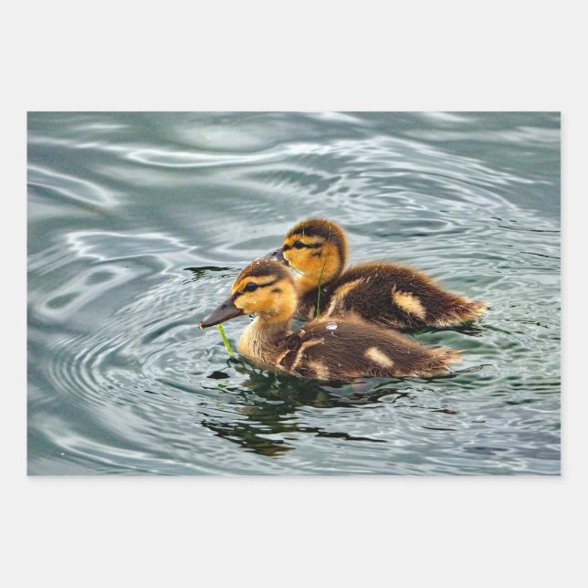 Hoja De Papel De Regalo Foto de Cute Mallard Ducklings (Anverso)