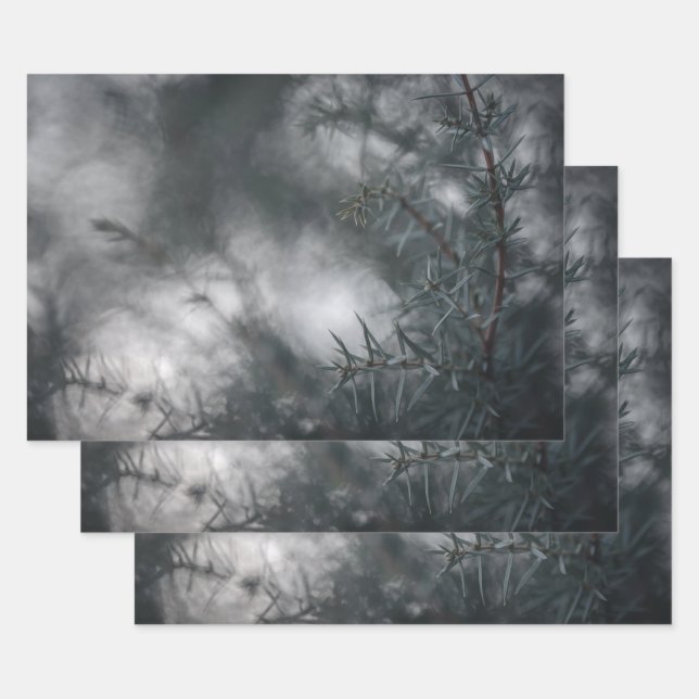 Hoja De Papel De Regalo Foto de Juniper Floral Nature (Set)