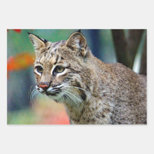 Hoja De Papel De Regalo Fotografía de Bobcat Vida silvestre