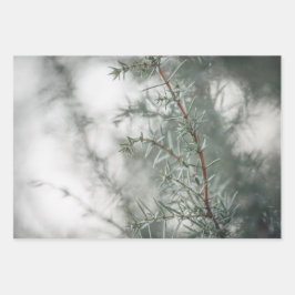 Hoja De Papel De Regalo Fotografía de la Naturaleza de Juniper