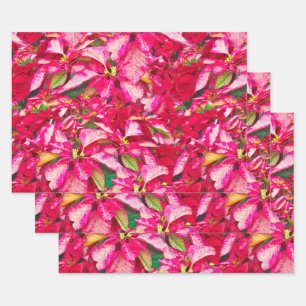 Hoja De Papel De Regalo Fotografía floral de Navidades de la Poinsettias 