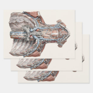 Hoja De Papel De Regalo Garganta de anatomía humana vintage, cuello, pecho