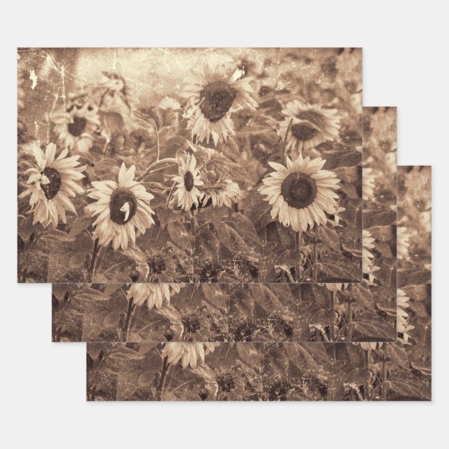 Hoja De Papel De Regalo Gigante girasol Sepia Floral Textura Desnudo (Set)
