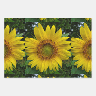 Hoja De Papel De Regalo Girasol