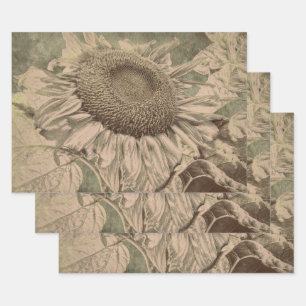 Hoja De Papel De Regalo Girasoles Tono Sepia Marrón Textura Arte Decoupage