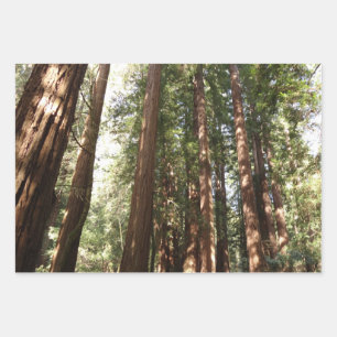 Hoja De Papel De Regalo Hasta Redwoods II en el Monumento Nacional Muir Wo