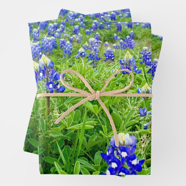 Hoja De Papel De Regalo Hermosa fotografía en Bluebonnets Texas (In situ)