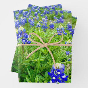 Hoja De Papel De Regalo Hermosas Bluebonnets Fotografía Texas
