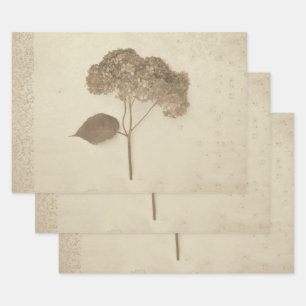 Hoja De Papel De Regalo Hidrangea Vintage Sepia Rustic Floral