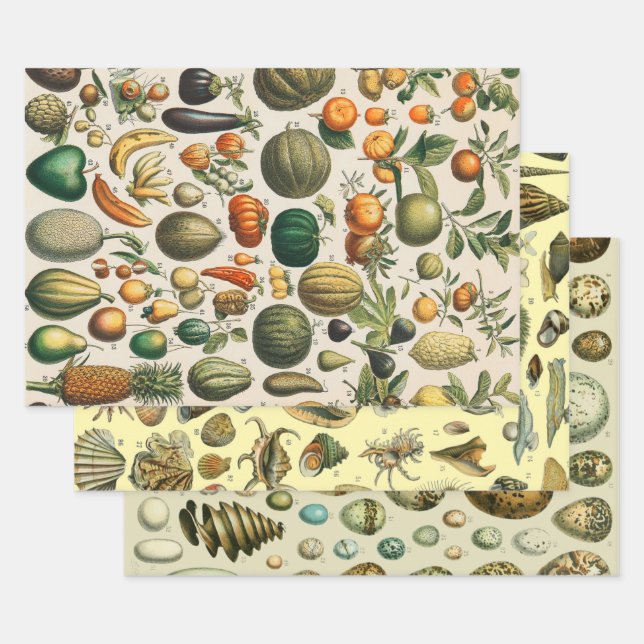 Hoja De Papel De Regalo Ilustracion científico botánico de frutas (Set)