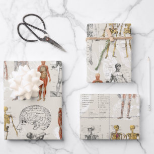 Hoja De Papel De Regalo Ilustraciones de la biología de la anatomía veneci