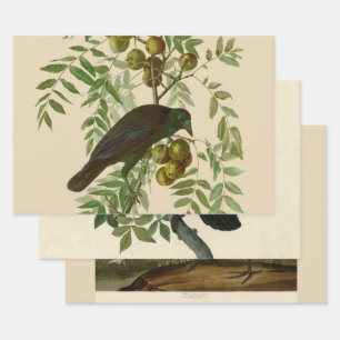 Hoja De Papel De Regalo Impresión de pájaro Grackle púrpura de Audubon Vin