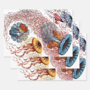 Hoja De Papel De Regalo Jellyfish vintage por Ernst Haeckel, Discomedusae