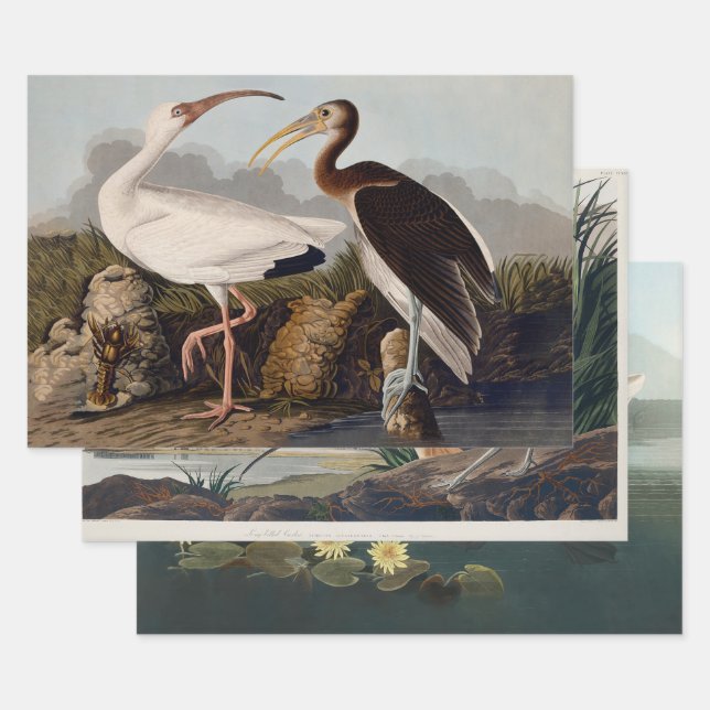 Hoja De Papel De Regalo John James Audubon White Ibis Bird Print Classic (Set)