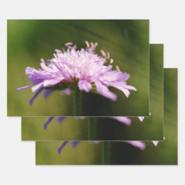 Hoja De Papel De Regalo Lilac Scabious (Knautia arvensis) Flor