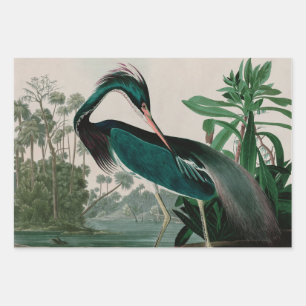 Hoja De Papel De Regalo Louisiana Heron Birds of America Audubon Print