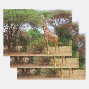 Hoja De Papel De Regalo Maasai Giraffe