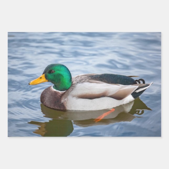 Hoja De Papel De Regalo Mallard Duck (Anverso)