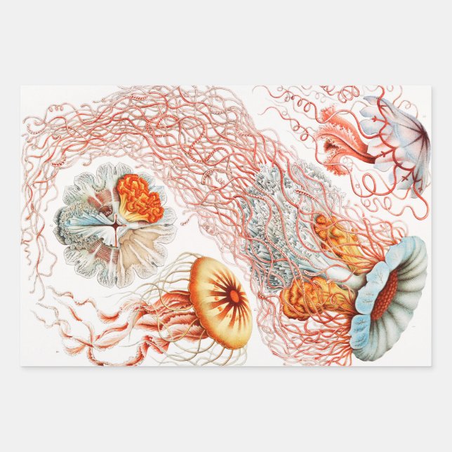 Hoja De Papel De Regalo Marisco, Discomedusae de Ernst Haeckel (Anverso)
