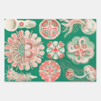 Marisco, Discomedusae de Ernst Haeckel