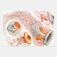 Marisco, Discomedusae de Ernst Haeckel
