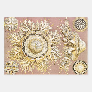 Hoja De Papel De Regalo Marisco, Discomedusae de Ernst Haeckel