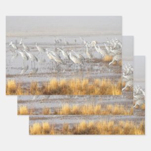 Hoja De Papel De Regalo Misty Sandhill Cranes