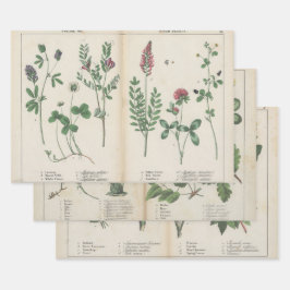 Hoja De Papel De Regalo Montaje de tres antiguas obras de arte botánico