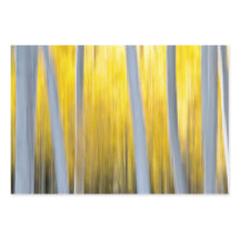 Muchos árboles de Aspen