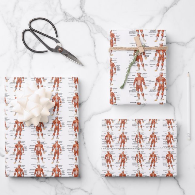 Hoja De Papel De Regalo Muscle Diagram medgifts101 (Anverso)