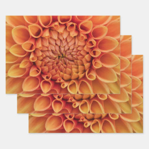 Hoja De Papel De Regalo Naranja central Dahlia Flower