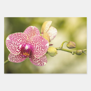 Hoja De Papel De Regalo Orquídea manchada de rosa