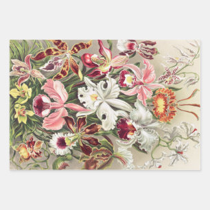 Hoja De Papel De Regalo Orquídeas, Orquídea Denusblumen, por Ernst Haeckel