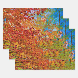 Hoja De Papel De Regalo Otoño deja a Naranja colorido caer temido cielo az