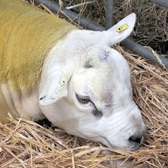 HOJA DE PAPEL DE REGALO OVEJAS CUIDADAS (A photographic design of a beautiful Texel sheep.)