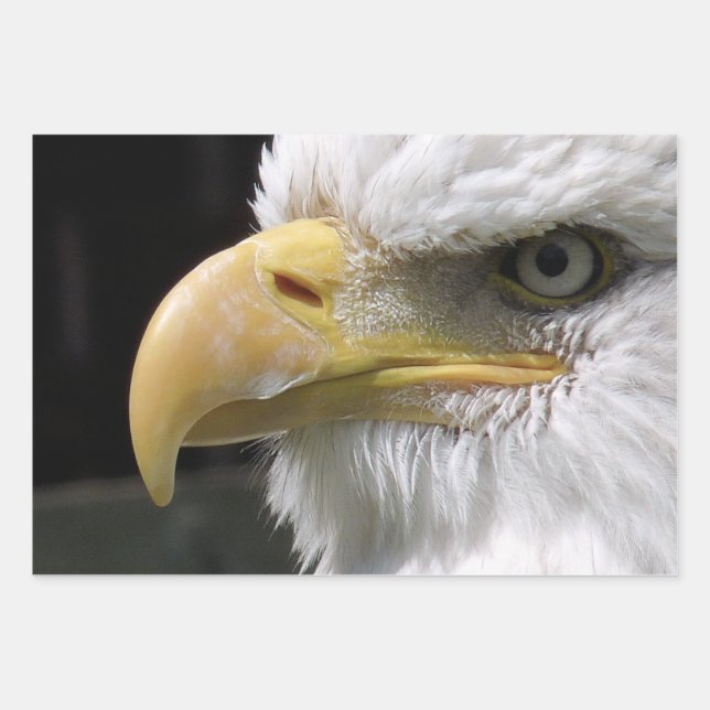 HOJA DE PAPEL DE REGALO PÁJAROS DE EAGLE (Anverso)