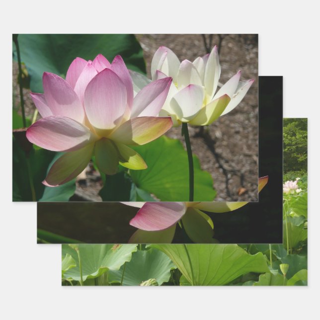 Hoja De Papel De Regalo Par de flores de loto I (Set)