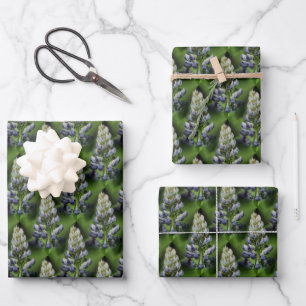 Hoja De Papel De Regalo Patrón natural de las flores de Lupine azul salvaj