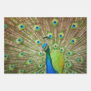 Hoja De Papel De Regalo Peacock
