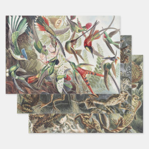 Hoja De Papel De Regalo Pintura clásica de aves vida silvestre Colibrí