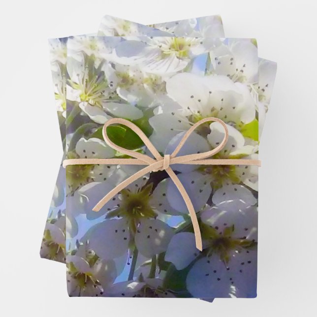 Hoja De Papel De Regalo Rama floreciente de una pera (In situ)