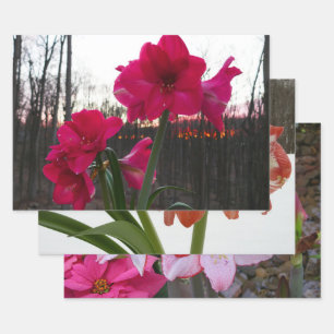 Hoja De Papel De Regalo Red Amaryllis y el amanecer invernal