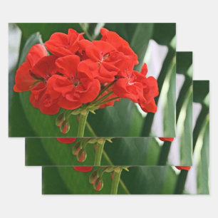 Hoja De Papel De Regalo Red Geranium