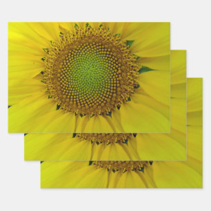 Hoja De Papel De Regalo Relación de oro del girasol