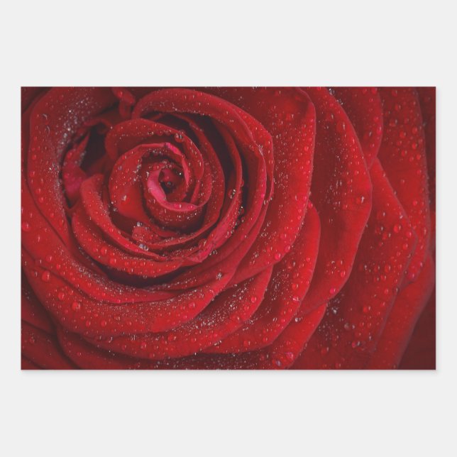 Hoja De Papel De Regalo Rosa Rojo Floral Romántica (Anverso)