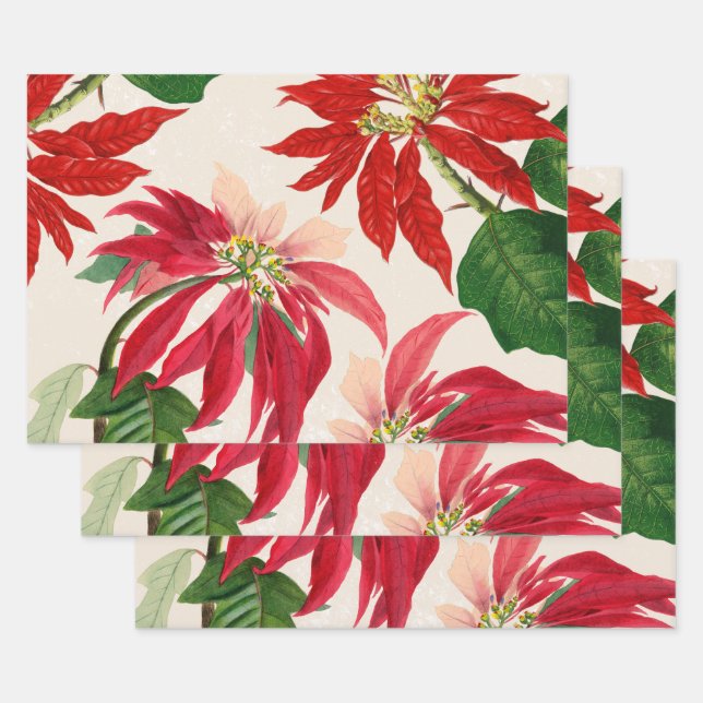Hoja De Papel De Regalo Ruido Rojo Acuarela Poinsettia Verdor Floral (Set)